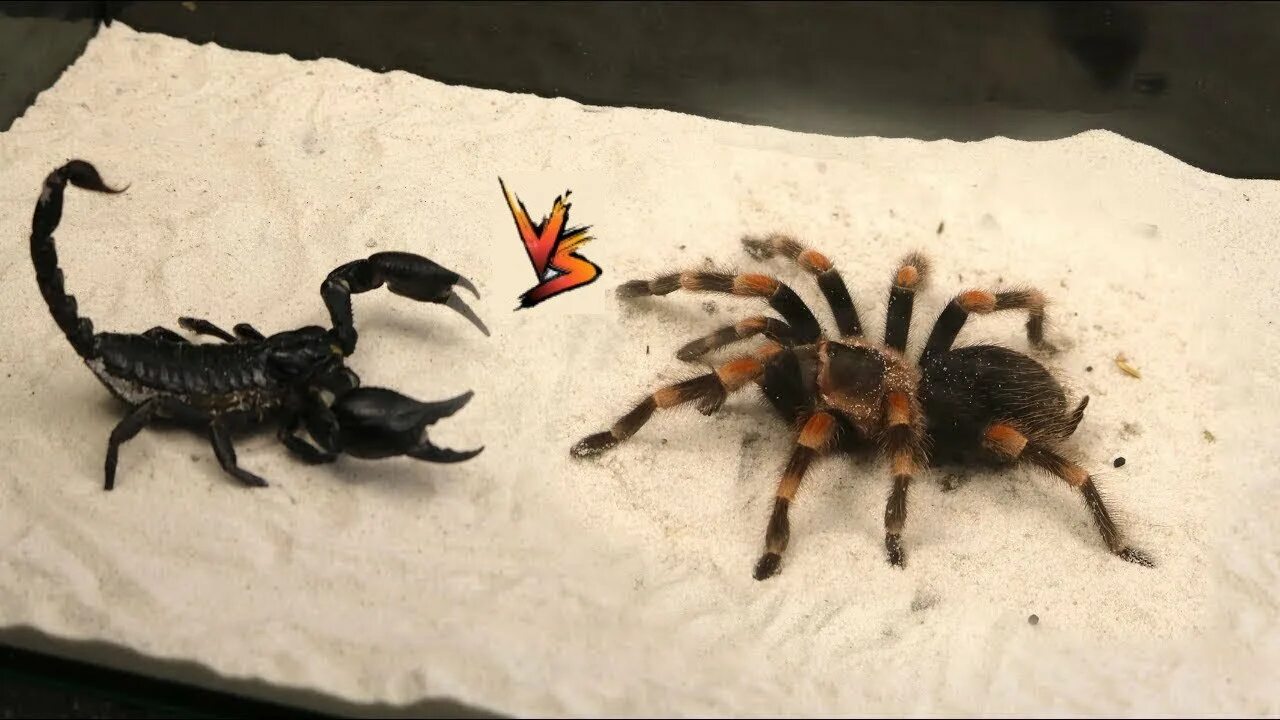 Сольпуга фаланга паук. Паук с клешнями фрин. Паук ест скорпиона. Самка скорпиона. Сольпуга фаланга.