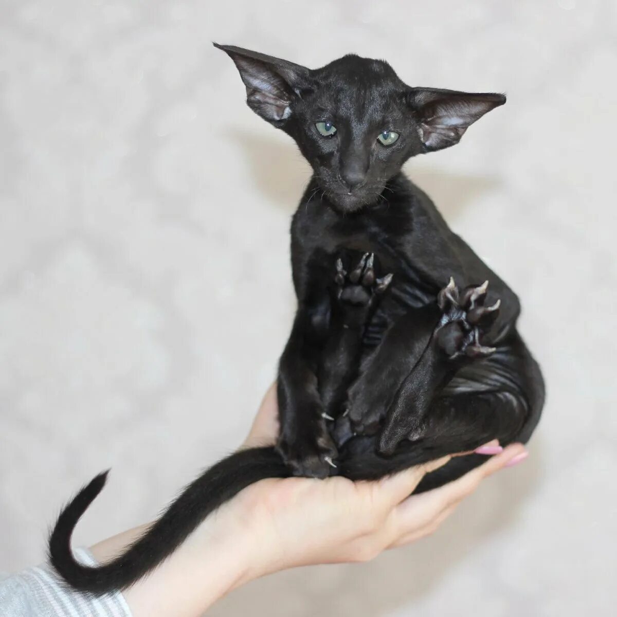 Ориенталы черные котята. Кот пиксель корниш рекс. Ориентальная кошка летучая мышь. Ориентальная кошка летучая мышь. Ориентальная кошка добби.