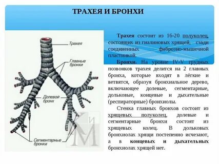 Из чего состоит трахея