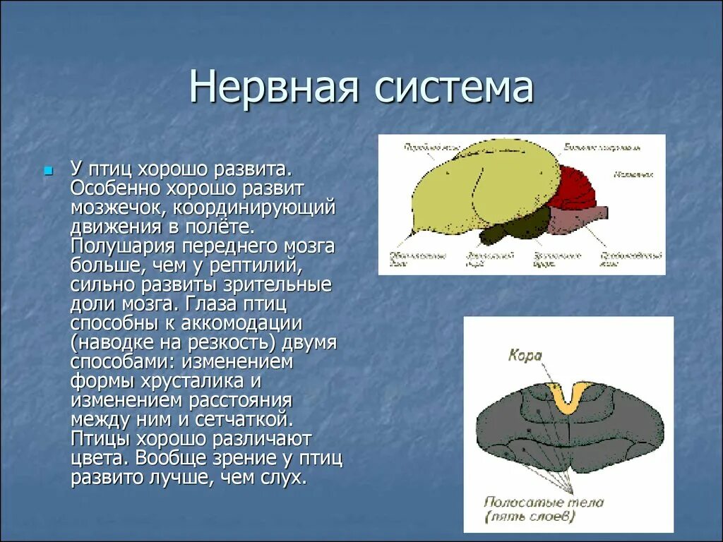 Развитый мозжечок у птиц. Нервная система птиц мозжечок. Мозжечок у птиц развит. Функции нервной системы у птиц. Нервная система система птиц.