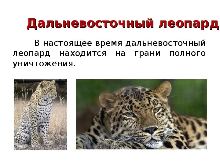 Как называется леопард внесенный в красную книгу. Дальневосточный леопард. леопард из красной книги. леопард дальневосточный из красной книги. животные красной книги леопард.