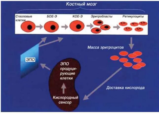 Где в организме человека происходит образование эритроцитов. Образование эритроцитов. механизм образования эритропоэтина. эритропоэз механизм. механизмы регуляции эритропоэза.