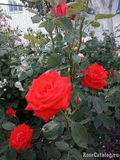 Rose berlin