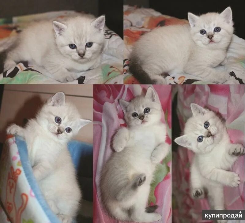 Какого окраса котята. Британская кошка табби пойнт. британские котята табби пойнт. котята британские окрас блю поинт табби. котята табби пойнт маленький.