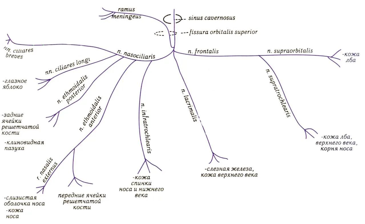 Ветви тройничного нерва схема. Тройничный нерв схема 1 ветви. Глазная ветвь тройничного нерва схема. 5 Пара черепных нервов схема.