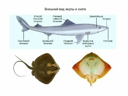 Внешнее строение хрящевых