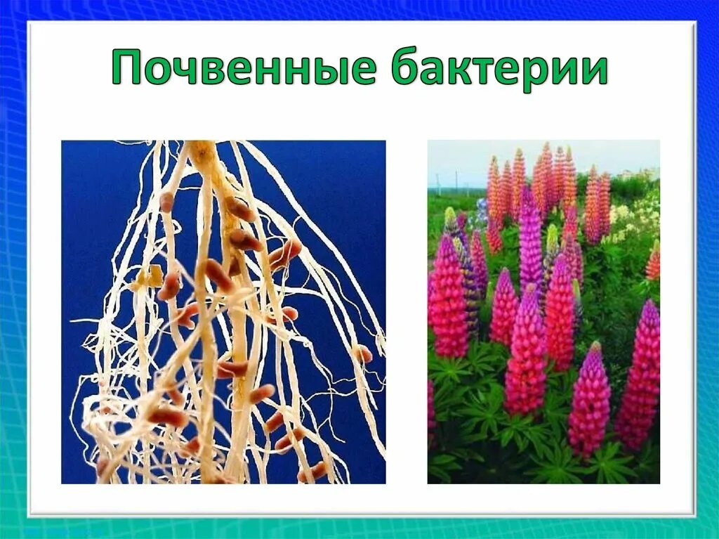 Значение почвенных бактерий. Почвенные бактерии. Почвенные бактерии презентация. Роль почвенных бактерий в природе. Почвенные бактерии бактерии.