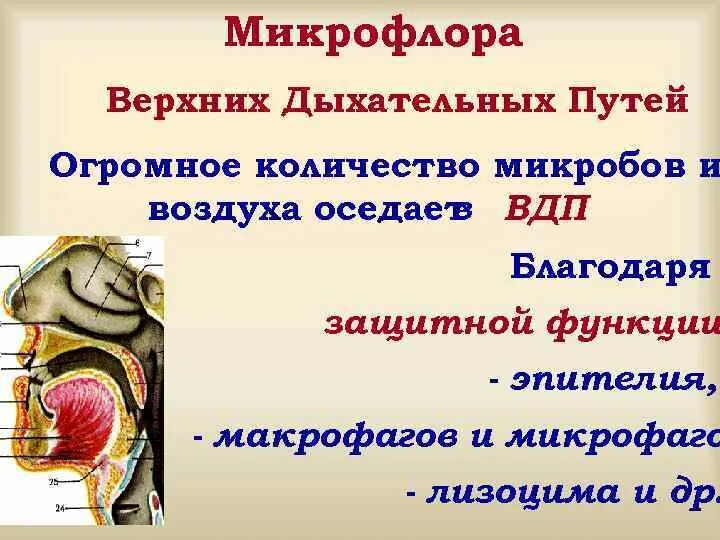 Микрофлора дыхательных путей человека. Микрофлора дыхательных путей. микрофлора верхних дыхательных путей. функции микрофлоры дыхательных путей. нормальная микрофлора дыхательных путей человека.