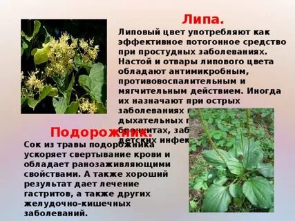 Лип пил