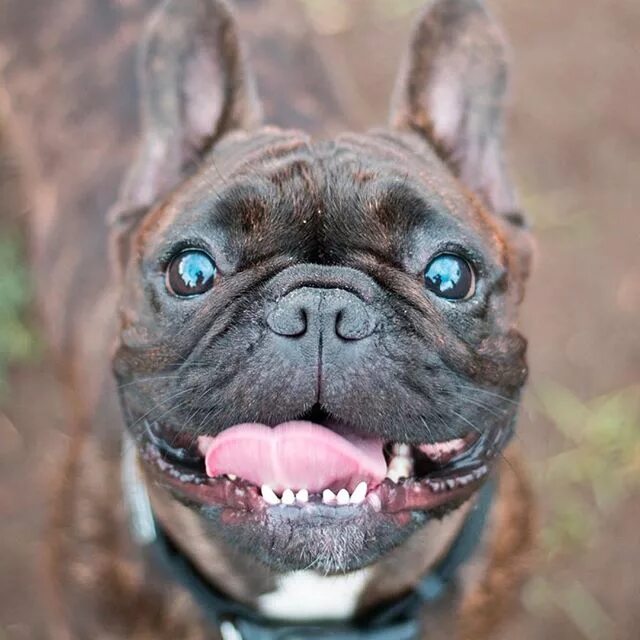 Смешные бульдоги фото. Смешной бульдог. смешные французские бульдоги. французский бульдог приколы. французский бульдог страшный.