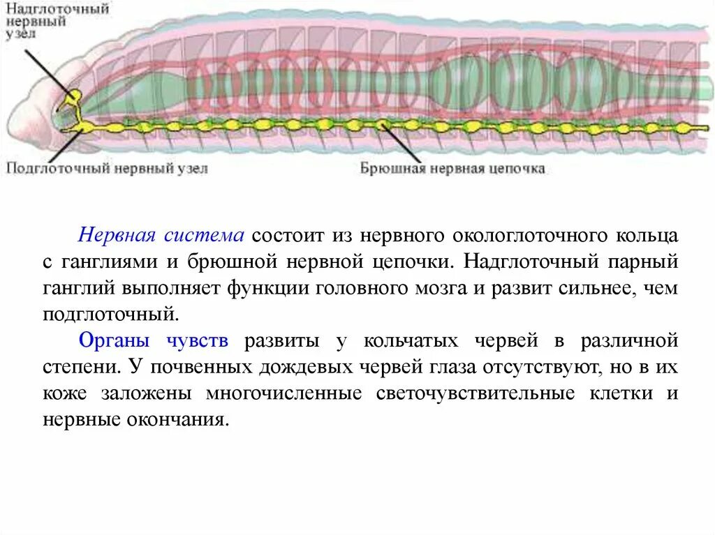 Нервная система дождевого червя представлена. Окологлоточное кольцо и брюшная нервная цепочка. Надглоточный и подглоточный нервные узлы. Окологлоточное нервное кольцо.