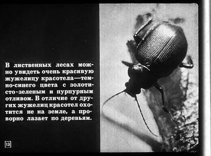 Басня жук и муравей