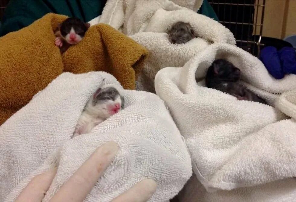 Видеть во сне беременную кошку. Видеть во сне беременную кошку. Беременные коты. Приснилась беременная кошка к чему. Видеть во сне беременную кошку.