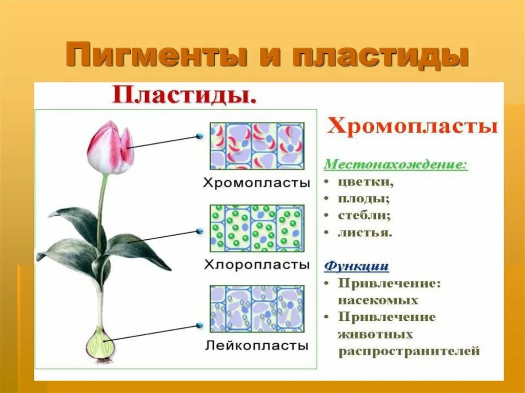 Пигменты цвета в растениях. Пластиды пигменты пластид. Пигменты пластид растительной клетки. Пигменты хлоропластов. Пигменты хлоропластов и хромопластов.