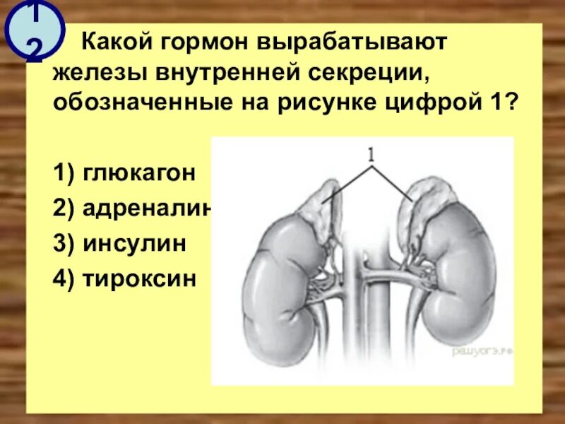 Участвует в выработке адреналина железа. Инсулин железа внутренней секреции. Какие гормоны вырабатывают железы внутренней секреции. Инсулин глюкагон железа внутренней секреции. Железы внутренней секреции обозначенные на рисунке.