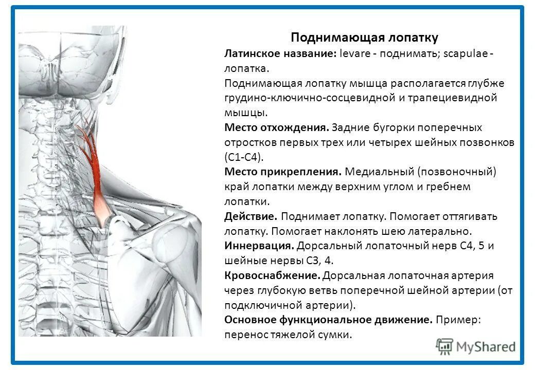 Поднимающая латынь. Мышца поднимающая лопатку иннервация. Мышца поднимающая лопатку антагонисты. Мышца поднимабщая допаику. Мышйы поднимающая допатку.