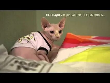 Лысые коты видео