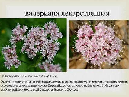 Какие растения являются лекарственными валериана