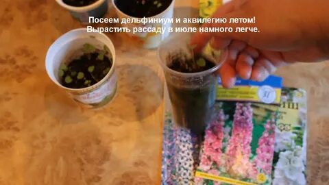 Когда сажать семена дельфиниума на рассаду