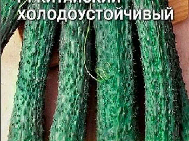 Алт/ 6 шт. Сорт огурца китайский император. Семена китайских огурцов. Огурец китайский долгожитель f1. Огурец китайские палочки f1 10шт.