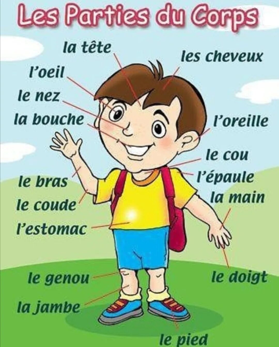 Француз часть. Части тела на французском языке. Части тела на французско. Части тела человека на французском. Части тела на французском для детей.