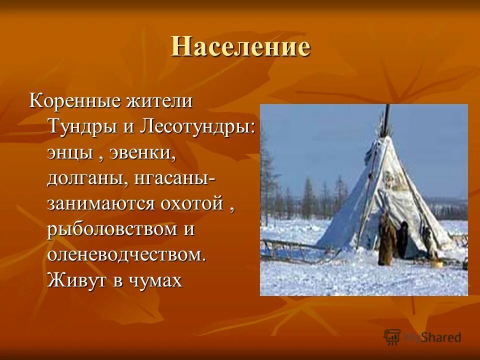 Коренное население природной зоны занимается. Занятия коренных жителей тундры. Коренные жителитуедры. Коренные жители лесотундры. Население лесотундры.