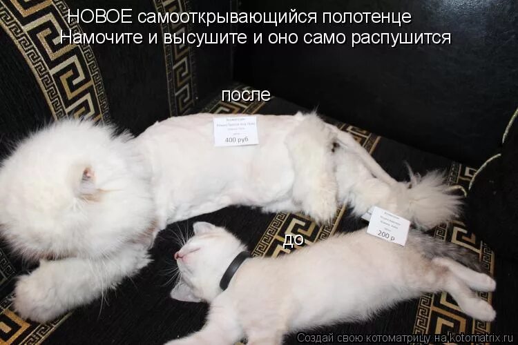 а ты убрал за собой. плакат а ты убрал за собой. дармоед это значит. лукашенко в двери. дармоеды картинки смешные.