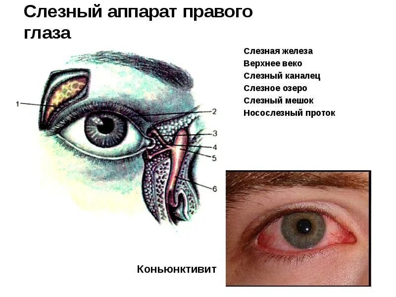 Слезная железа у млекопитающих. Слезная железа слезные канальцы слезный мешок носослезный проток. Слезный аппарат правого глаза. Строение слезного аппарата глаза. Строение глаза слезная железа.