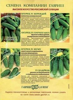 Огурцы сорта лилипут
