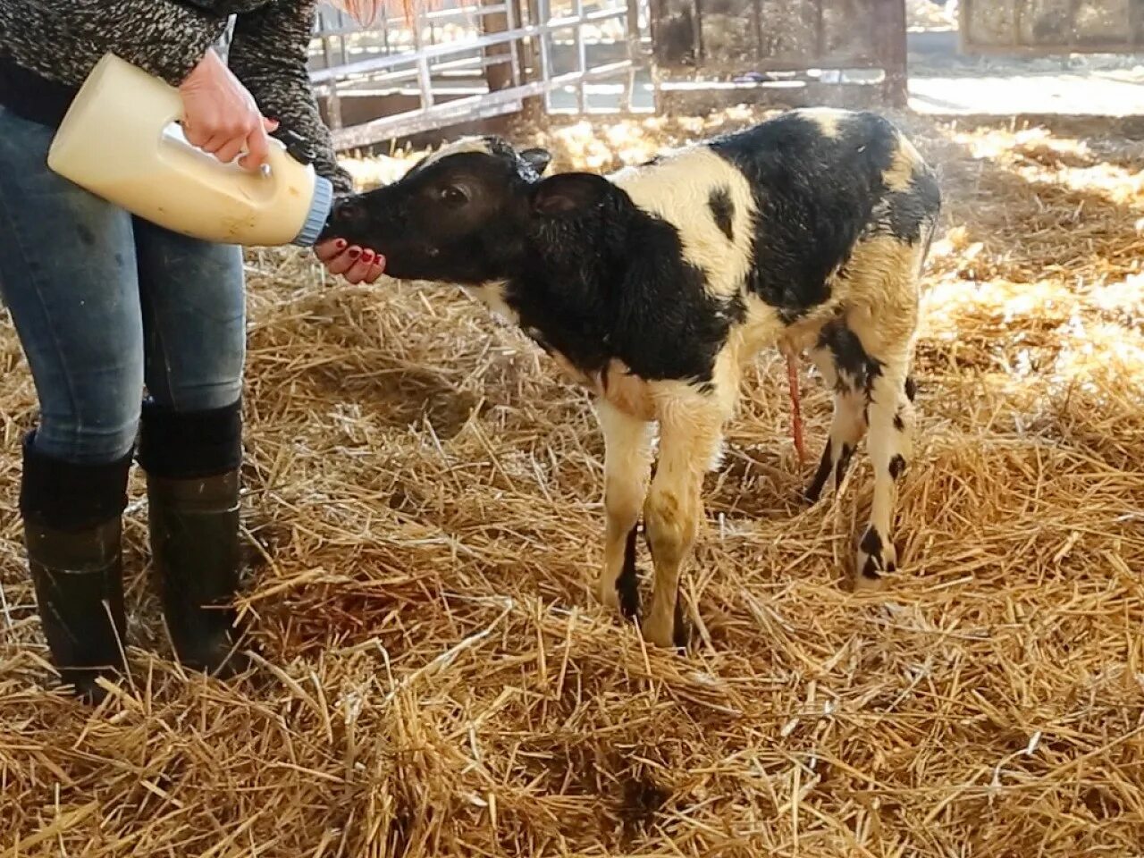 Телята после рождения. Молозиво коровы. Выпойка телят молозивом. Поение новорожденных телят. Теленок пьет молоко.