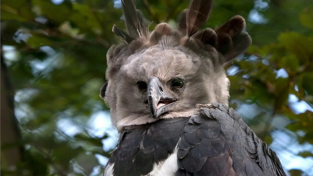 Harpy Eagle. (Harpia harpyja) These giant Birds are over a meter tall, and has a