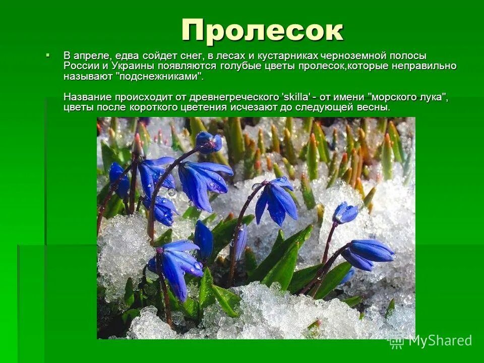 Пролеска описание Воронежской области-. Пролеска красная книга. Подснежник красная книга. Подснежник из красной книги.