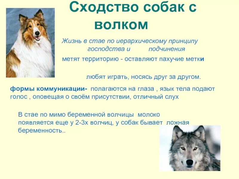 Отличие волка от собаки. Собака и волк сходства и различия. Волк и собака отличия. Различия между собакой и волком.