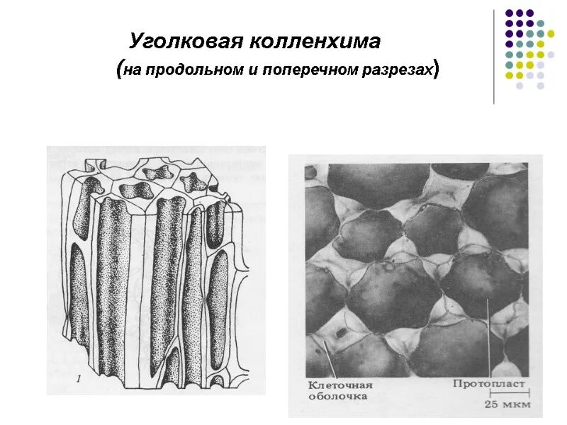 Механическая ткань растений колленхима. Уголковая колленхима строение. Ткани растений колленхима. Механическая ткань колленхима и склеренхима. Механическая ткань биология 6 класс