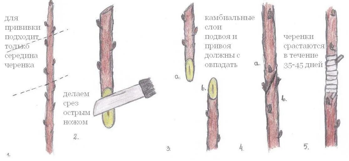 Привить яблоню подвой. Окулировка плодовых деревьев. прививка растений окулировка копулировка. прививка черенков яблони весной. прививка яблони подвой привой.