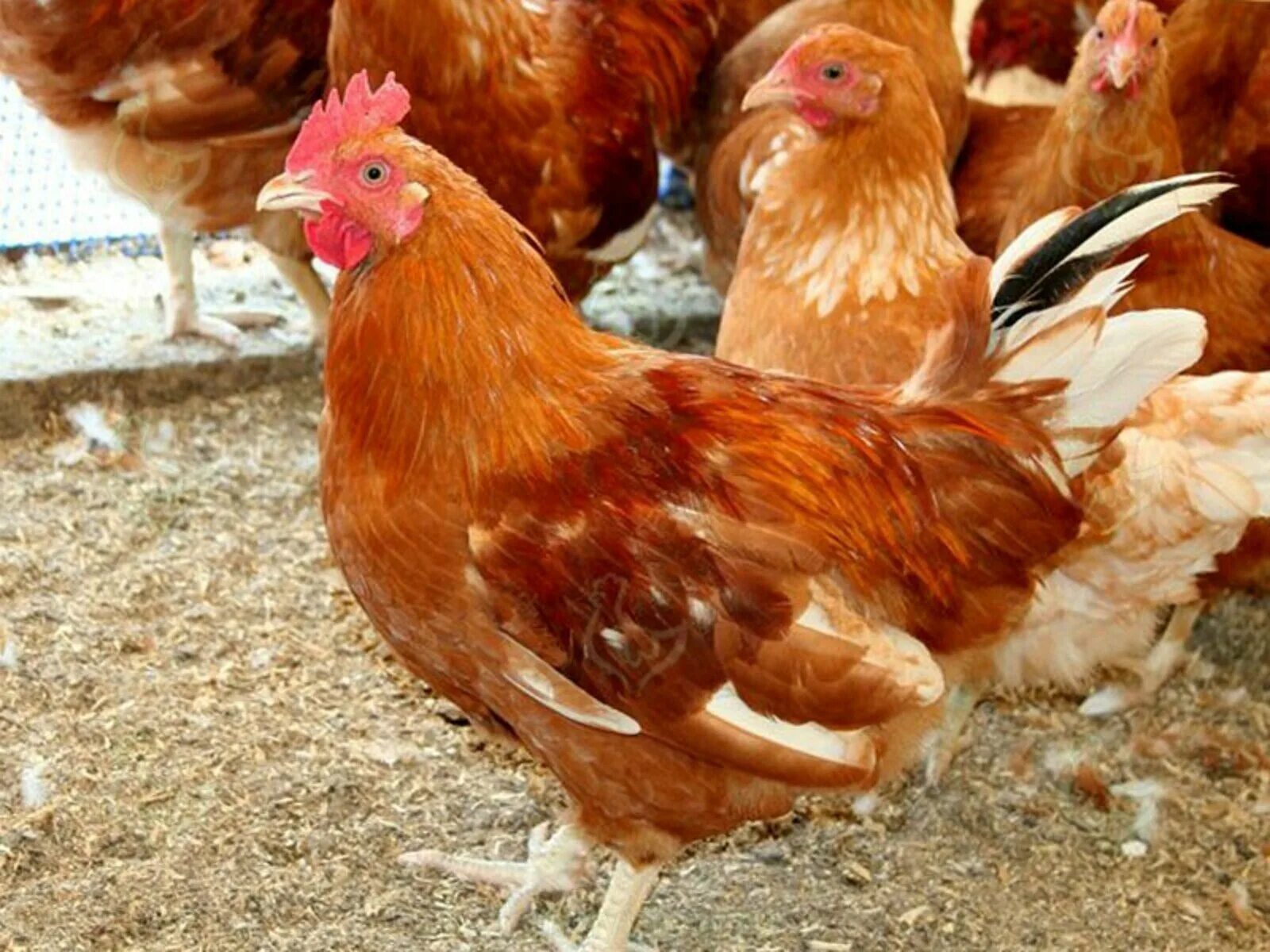 Петух ломан браун. Ломан браун и кубанская красная. Куры несушки породы кубань. Кубанская порода кур описание. Кубанская порода кур описание.