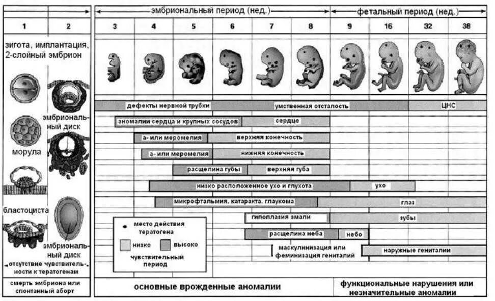 Эмбриональное развитие человека в основном. Этапы эмбрионального развития человека таблица. Этапы эмбрионального периода таблица. Стадии внутриутробного развития схема. Периоды формирования органов у эмбриона.