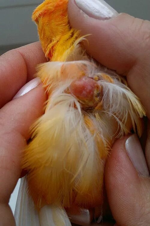 Мраморная канарейка. Жёлтый кенар трёхцветный. Ручные канарейки. Канарейка фиорино. Канарейка кенар.