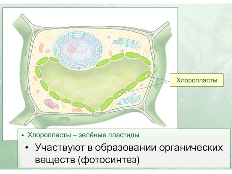 Хлоропласты содержат пигменты. Клетка растения хлоропласты. Клетки растений с хлоропластами рисунок. Хлоропласты в растительной клетке.