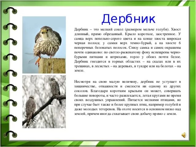 Рассказ о соколе. Сокол дербник сообщение. сокол дербник сообщение для 4 класса. сокол дербник интересные факты. сообщение о соколе дербнике.