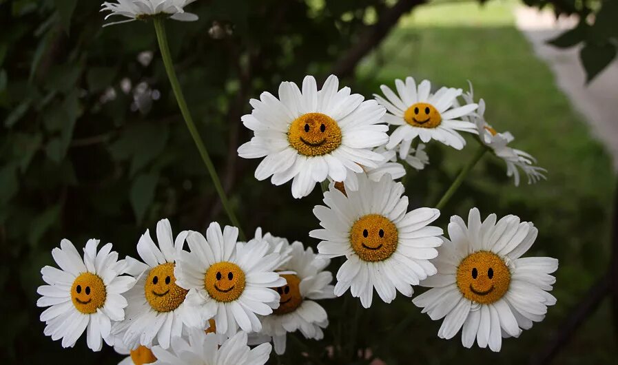 Ромашки с животными. Ромашки обои. Веселая ромашка. Цветок половинка ромашки. Цветок вблизи ромашка.