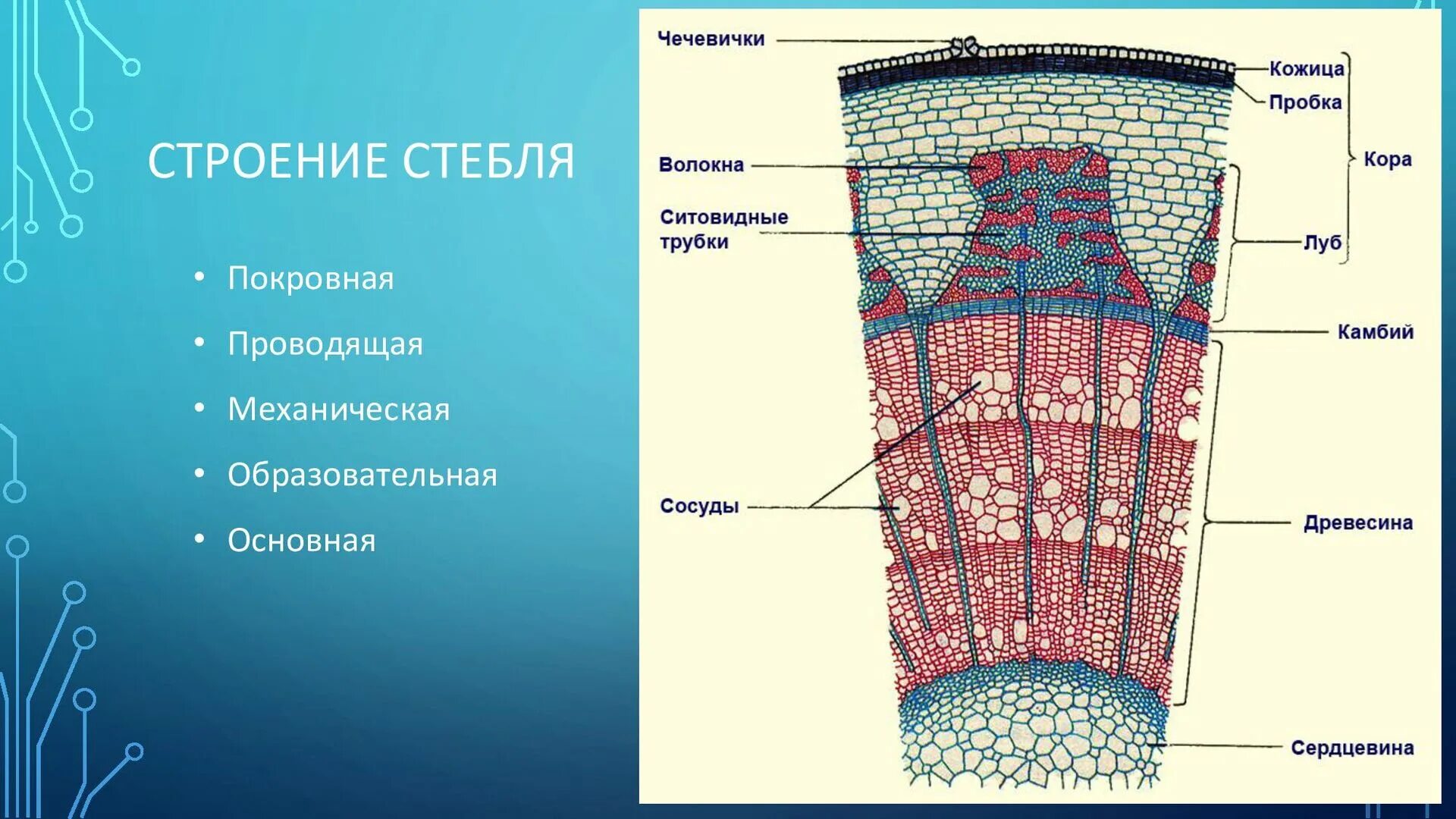 Строение стебля липы поперечный срез. Анатомическое строение стебля древесных растений. Поперечный срез стебля древесного растения строение. Строение стебля древесина Луб. Луб состоит из мертвых клеток