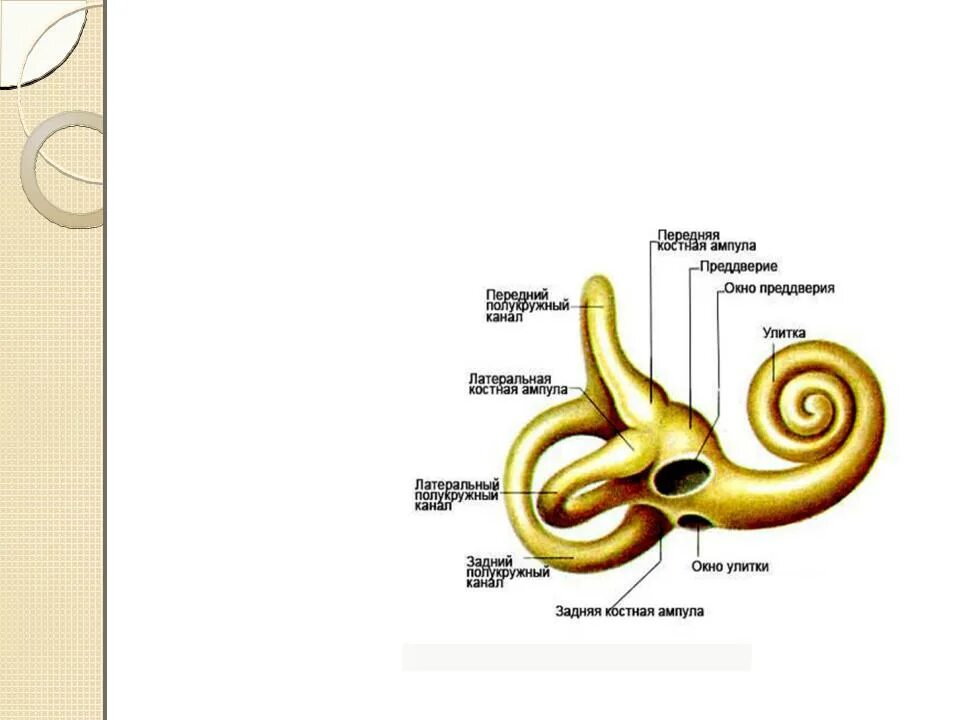 Строение костного Лабиринта внутреннего уха анатомия. Строение уха костный Лабиринт. Внутреннее ухо костный Лабиринт. Строение Лабиринта внутреннего уха. Во внутреннем ухе расположены