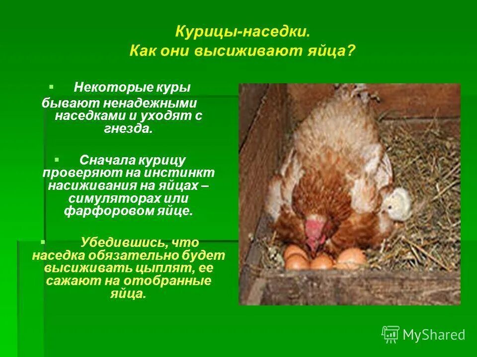 Можно ли курам подкладывать яйца. Наседка высиживает цыплят. Курица наседка на яйцах. Наседка курица высиживает яйца. Курица высиживает цыплят.