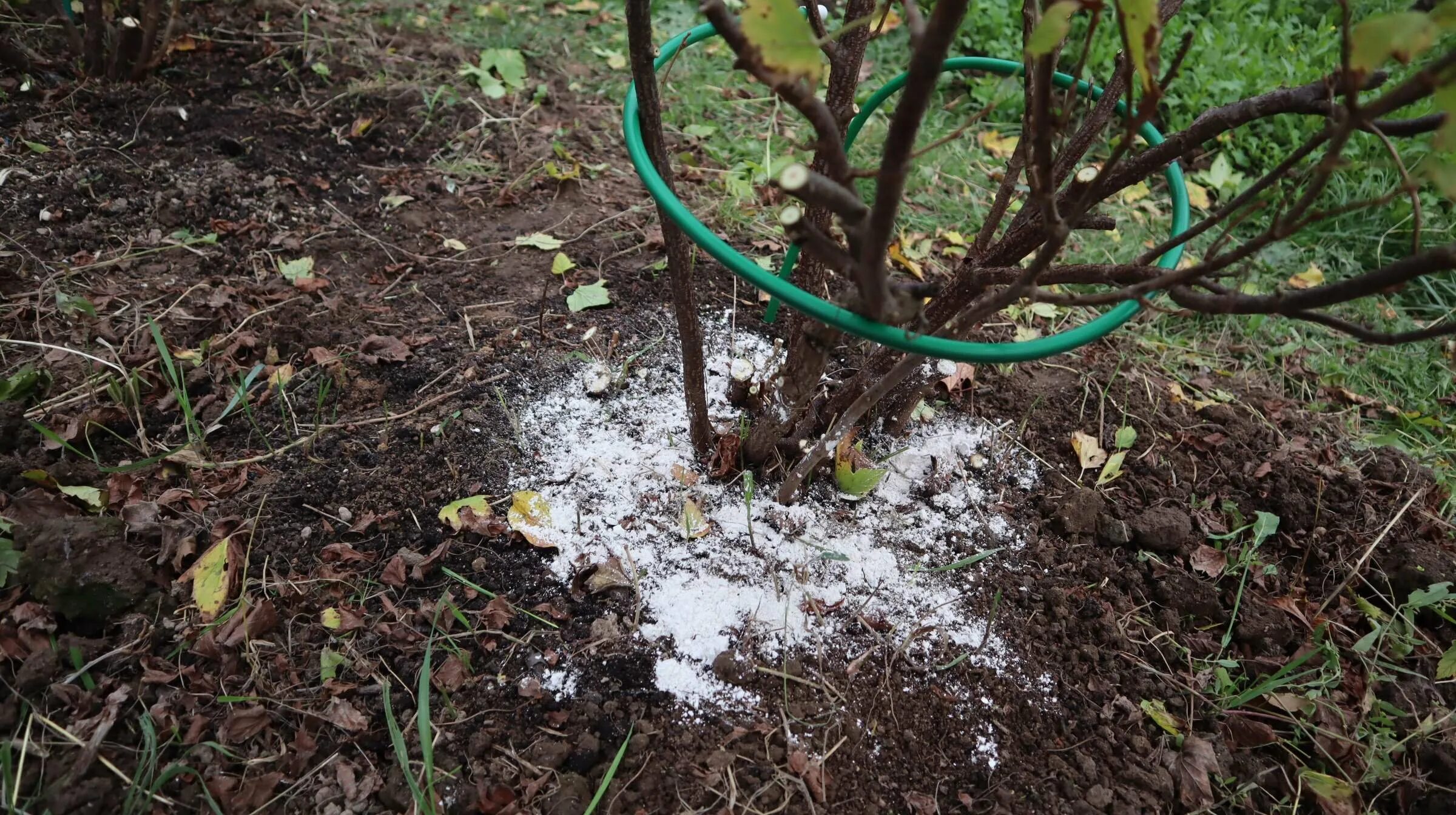 Весенние подкормки в саду. Подкормки на огороде для кустов и деревьев. Подкормка удобрениями весной. Подкормки декоративных кустарников минеральными удобрениями. Смородина подкормка весной после зимы