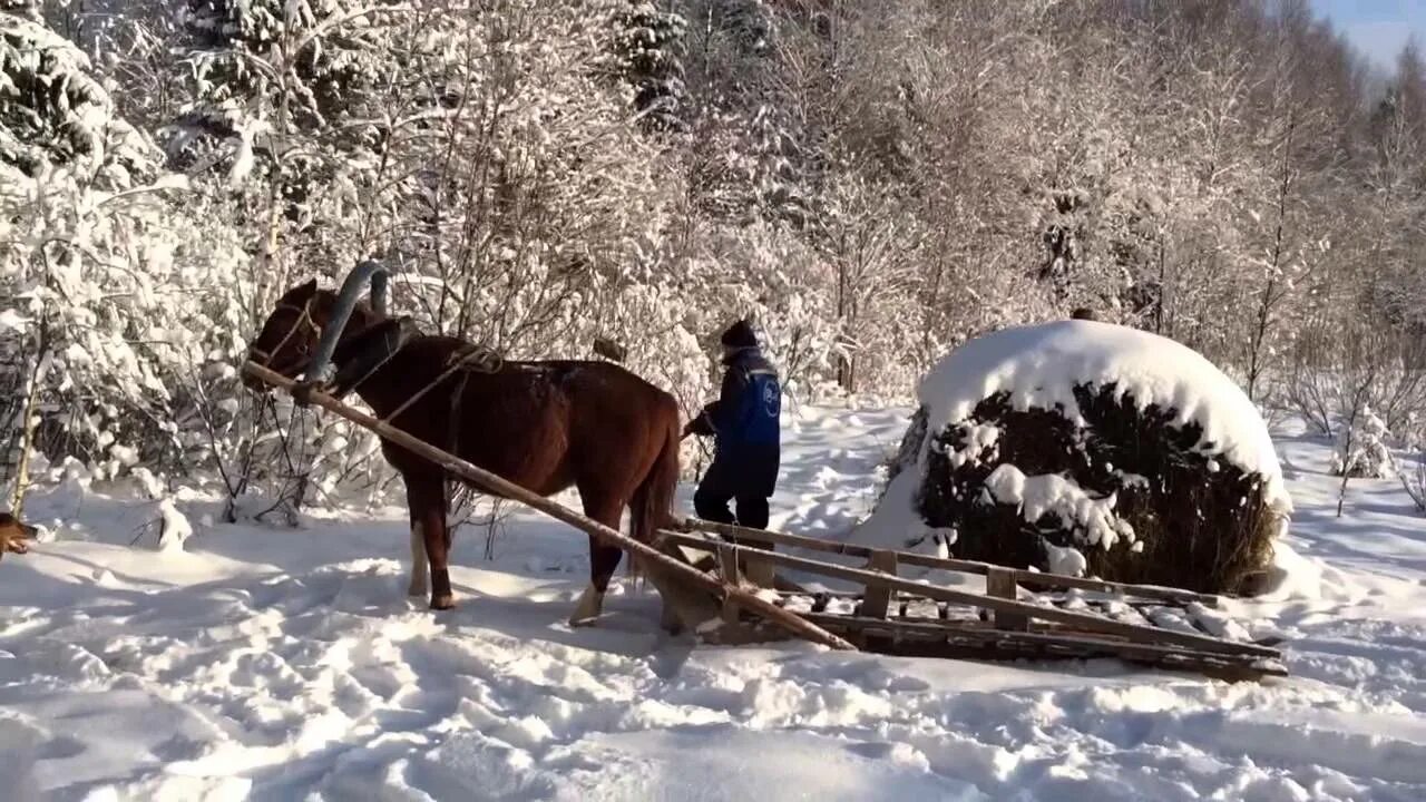 Лошади сани деревья бык. Лошадь с санями. Повозка с сеном зимой. Лошадь запряженная в сани в лесу. Зимняя телега.