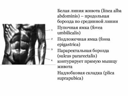 Белая линия живота анатомия