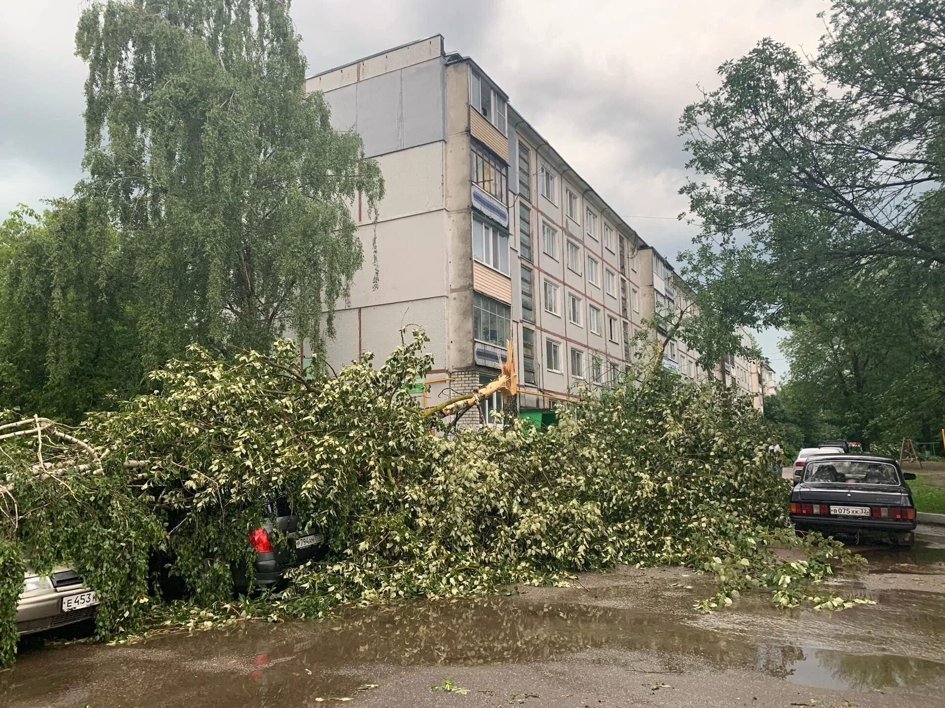 Брянск 6 октября. Крахмалева 6 Брянск. Упавшее дерево на Красноармейской улице. Деревья в Брянске. Улица белорусская Брянск.