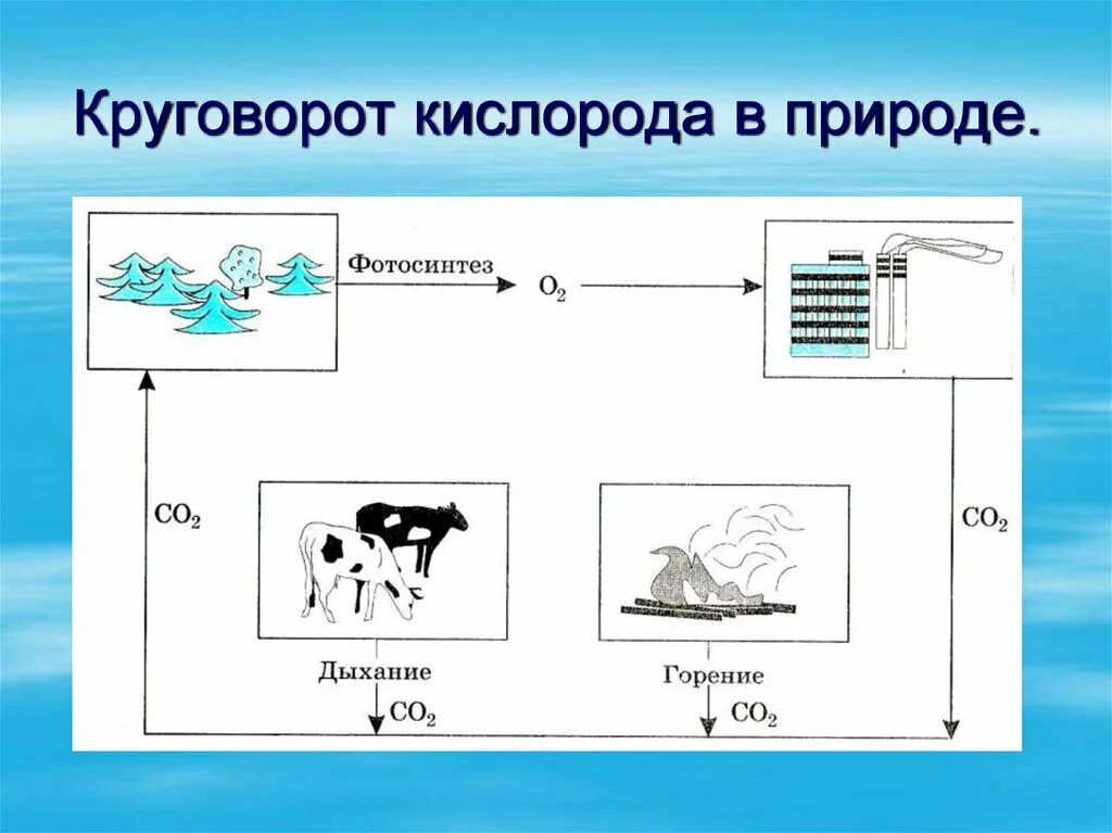 Воздушные круговороты. Круговорот кислорода в природе схема 8 класс химия. Круговорот кислорода в природе схема химия. Круговорот кислорода в природе схема 8 класс. Круговорот кислорода в природе схема 9 класс химия.