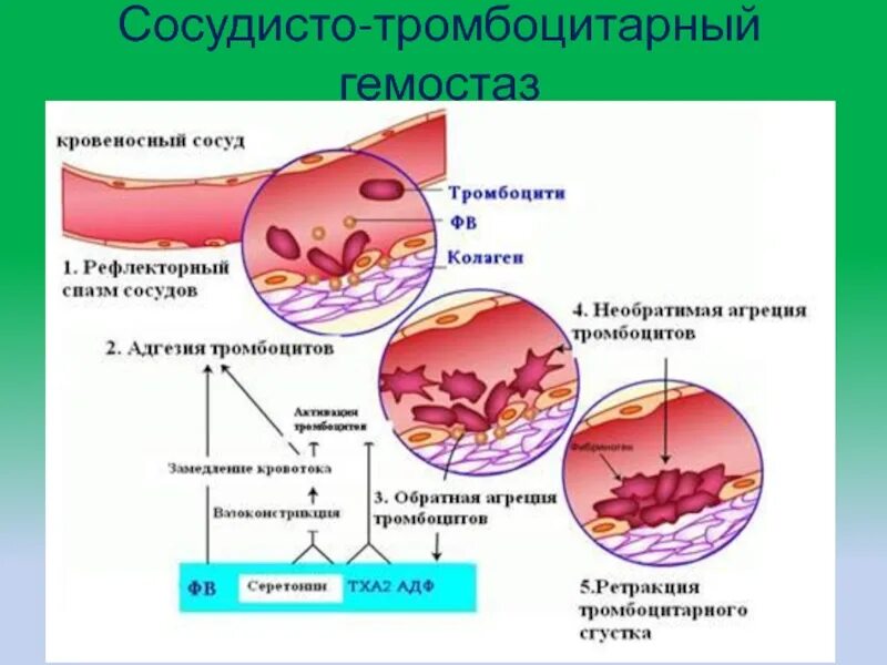 Тромбоцитарный механизм гемостаза. Сосудисто тромбоцитарный механизм свертывания крови. Сосудисто тромбоцитарный механизм свертывания. Тромбоциты механизм свертывания крови. Образование тромба попадание факторов свертывания в плазме